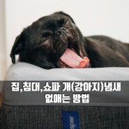 강아지(개)냄새 없애는 방법