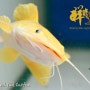 Golden Red Tail Catfish / 黄金招财猫。