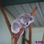 호주 자유여행 시드니 가볼만한곳 페더데일 야생동물원 입장권 할인 / 코알라, 캥거루, 쿼카 다 있음!