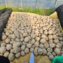 [영월나우리터] 유기농분감자 재배- 감자 심을 시기가 돌아왔다./밭 만들기/씨감자 쪼개기