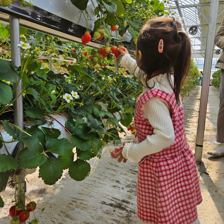 서울근교 딸기체험 주말 남양주 달콤한 별마을딸기체험농장