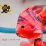 New arrival Tiger Red Parrot.