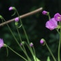 분홍색 꽃이 피는 벌레잡이제비꽃 교배종 (Pinguicula moctezuma x gigantea)