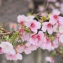 2024 일본 도쿄 벚꽃 개화시기 명소 확인 방법, 3월 벚꽃나무 관찰 현황
