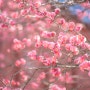 서울의 봄, 봉은사 홍매화