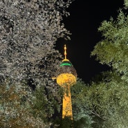 이월드 벚꽃축제 야간 야경 83타워 배경 포토존 (4월 방문후기)