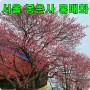 3월 서울 가볼만한곳 봉은사 홍매화 실시간 현황 매화 명소