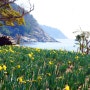거제도 공곶이 수선화 동백터널 - 공곶이수목원 숲길 걷기(거제 가볼만한 곳)