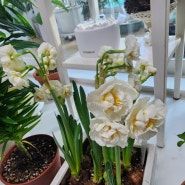 봄꽃 겹꽃수선화 하얀꽃 구근 식물 키우기 꽃말은요?