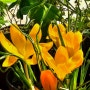 구근식물 크로커스는 황금빛 꽃이 매력