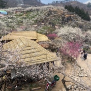 경남 근교 봄꽃 데이트 오륙도 수선화 광양 매화마을