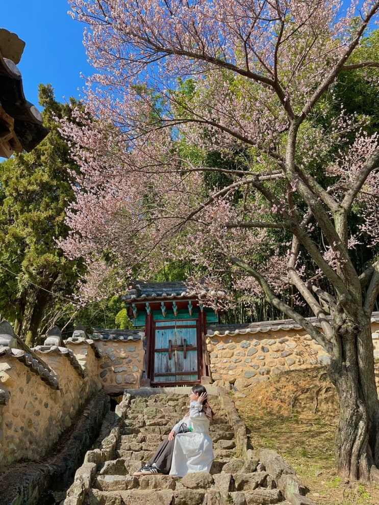 부산 근교 드라이브 경남 밀양 매화 구경 밀양향교 밀양밥집...