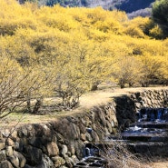 국내 봄여행지 구례 산수유축제 구례 산수유마을 3월 꽃구경