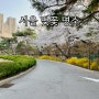 2024 서울 벚꽃 미리 보는 명소 개화시기 예상