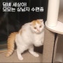 [모란 시장 고양이 모모] 되고파 너의 오빠 - 상남자 모모