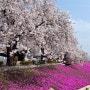 벚꽃 명소 추천 - 정읍 벚꽃 축제 일정 및 주차 꿀팁 공유