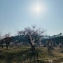 [김해/상동]용당나루 매화공원 경남 국내여행 떠돌이 가끔 뚜벅초 부산근교 가볼만한 곳
