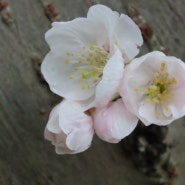 2024년 3월에 열리는 제주도 벚꽃 축제
