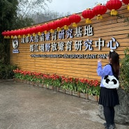 중국 여행지 추천 쓰촨 청두 판다기지 두장옌 기지 푸바오 새집 투어