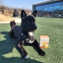 [보호리] 락토 파우더 뉴트리 냠냠 강아지 유산균 장 건강 영양제