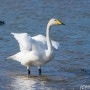 큰고니_Whooper Swan