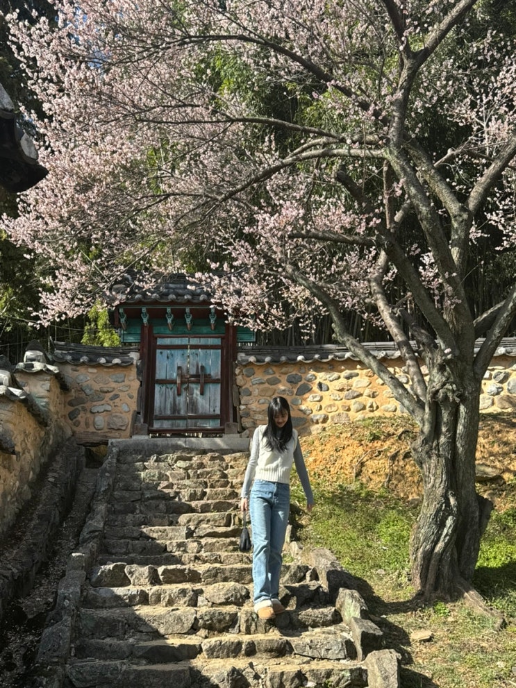 밀양 꽃구경하기 좋은 곳,밀양향교