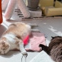닥터펫 펫큐어레이 고양이적외선조사기로 고양이관절 피부 지키기