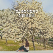 창원 충혼탑 목련 만개 실시간 봄꽃구경 후기