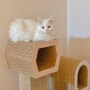 터키시 앙고라 고양이 기본정보 MBTI 수명 특징 살펴보기