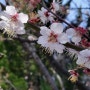 봄 꽃