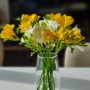 삼월의 꽃:: 후리지아, 버터플라이 라넌큘러스