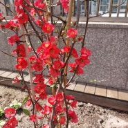 봄꽃 명자나무 키우기 명자꽃(빨간꽃) 열매