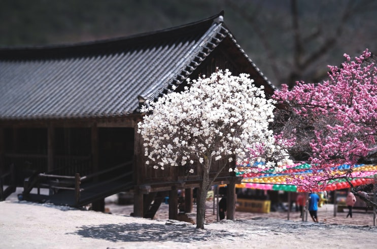 부안 내소사, 서산 유기방가옥 부럽잖은 노란수선화 물결과...