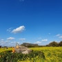 겨울 제주도 1박 2일 여행 2일차 - 다인오세아노호텔, 나홀로나무, 사려니숲길, 성산일출봉 유채꽃재배단지, 말고기 코스 요리