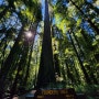 캘리포니아 여행 레드우드 주립공원 훔볼트 레드우즈 트래킹 Humboldt redwoods State park