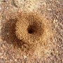 개미의 노동분업과 협동