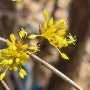 봄의 전령사 산수유꽃이 폈고 유명한 산수유 꽃말과 이용방법 ?