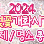 2024 벚꽃 개화시기 및 만개시기 총정리 (+벚꽃 축제 일정, 명소)