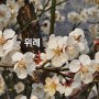 봄 마중 - 위례 (2024.03.15 ~ 03.16)