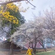 [대전/대덕구] 동춘당 벚꽃, 산수유, 홍매화 실시간 근황 (2024.03.17)