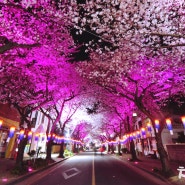 2024 제주 벚꽃축제 기간 시기 실시간 개화 상황 제주도 벚꽃명소 전농로 야간