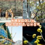 봄에가볼만한곳 춘천 김유정문학촌과 김유정역 폐역에서 시작되는 춘천의 봄 노란 동백꽃이 피었어요