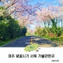 2024 제주 벚꽃시기 가볼만한곳 제주도 서쪽 숨은 벚꽃 명소 5