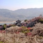 광양 홍쌍리 청매실 농원 & 구례 산수유마을 풍경.