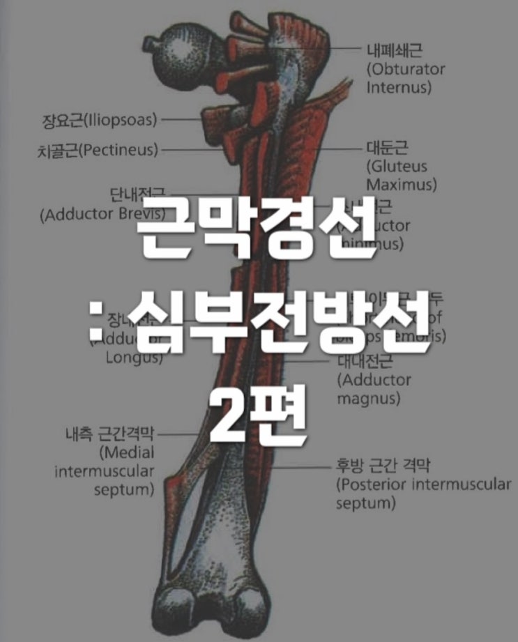 근막경선해부학 : 심부전방선 (Deep Front Line) 2 - 하위 후방 경로 : 네이버 블로그