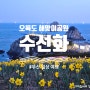 [부산/남구] 일상 여행 오륙도 해맞이공원 수선화