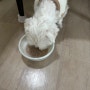 강아지 양배추소고기 영양죽 만들기 (이뇨제 먹는 심장병 아이한테 도움됩니다)