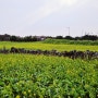 제주도 성산일출봉 유채꽃 포토스팟 성산유채재배단지 위치 입장무료 주차정보