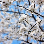 2023년 양평의 봄, 이틀 연속 벚꽃산책