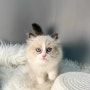 "부산에서 만나는 사랑스러운 랙돌 고양이들: 분양 이벤트 중!"